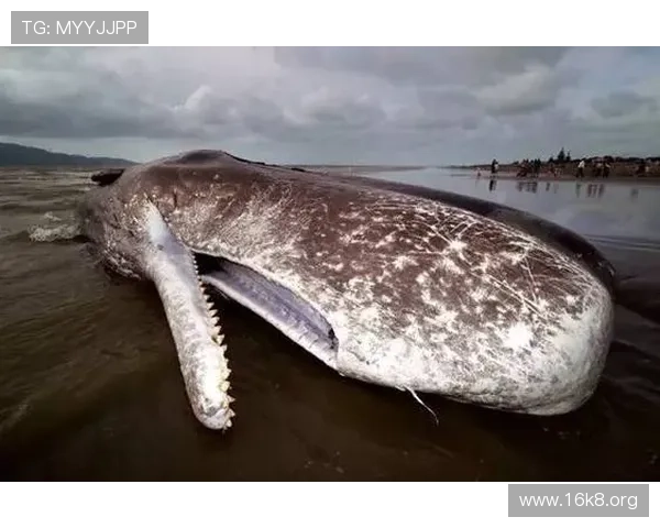 金鲨银鲨：从神话到现实的海底巨兽演变与人类的探索历程
